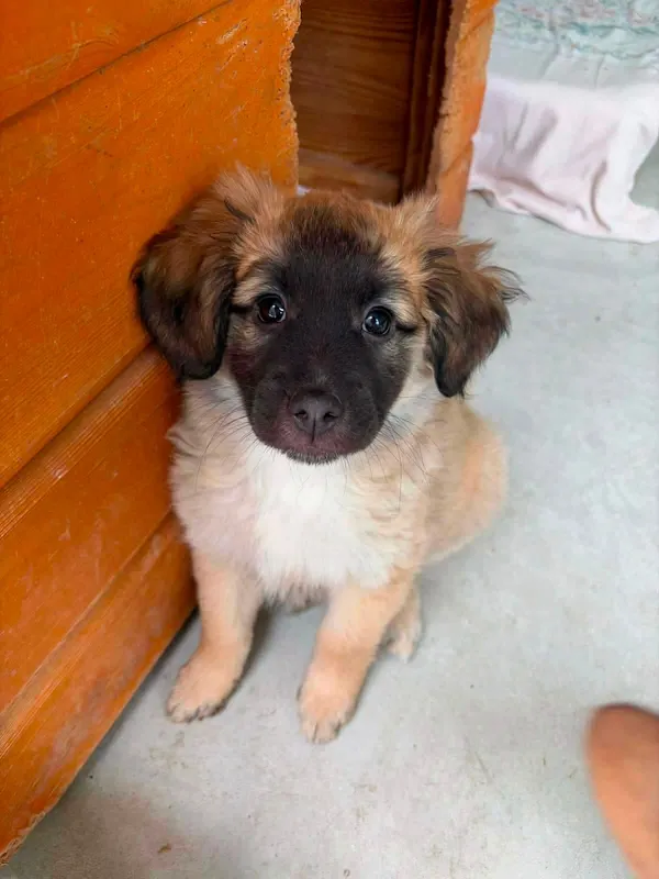 Pies do adopcji, Radom, 11 lipca 2026 (5/5)