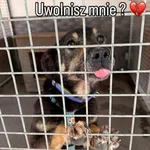 Pies do adopcji