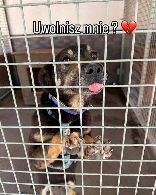 Pies do adopcji, Oborniki, 2 czerwca 2026 (4/4)