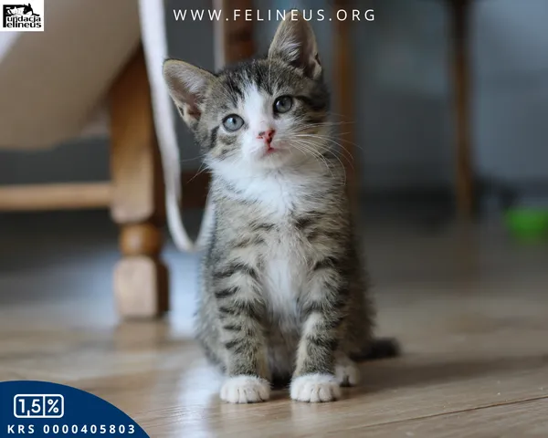 Kot do adopcji, Malawa, 13 lipca 2026 (1/4)
