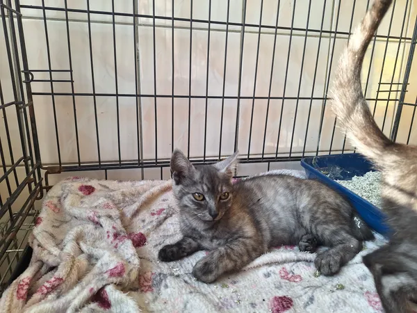 Kot do adopcji, Orzechowce, 12 lipca 2026 (1/2)