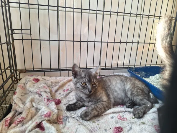 Kot do adopcji, Orzechowce, 12 lipca 2026 (2/2)