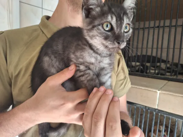 Kot do adopcji, Orzechowce, 12 lipca 2026 (1/2)