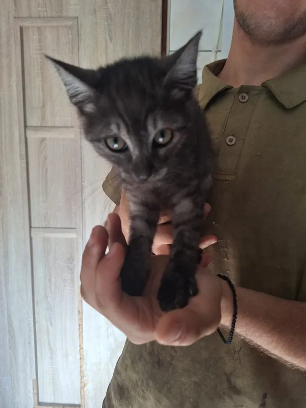 Kot do adopcji, Orzechowce, 12 lipca 2026 (2/2)