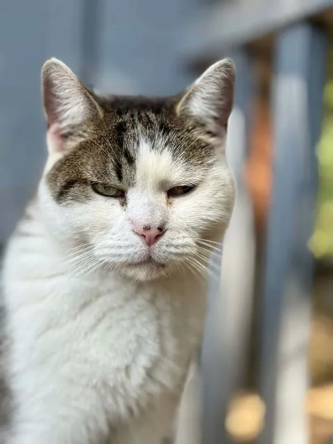 Kot do adopcji, Piła, 18 czerwca 2026 (4/5)