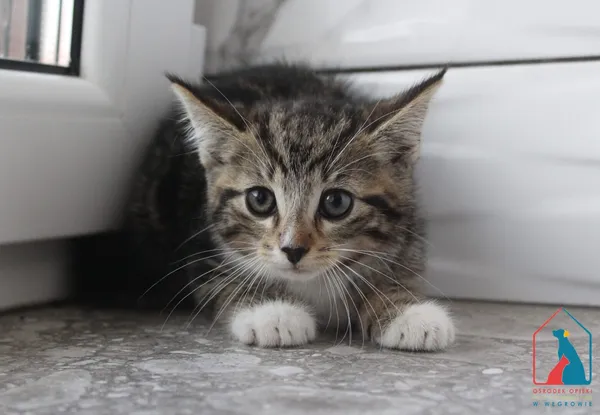 Kot do adopcji, Grudziądz, 29 czerwca 2026