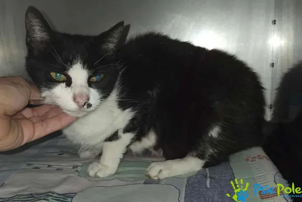 Znaleziono kota, Racławice, 13 lipca 2026 (2/2)