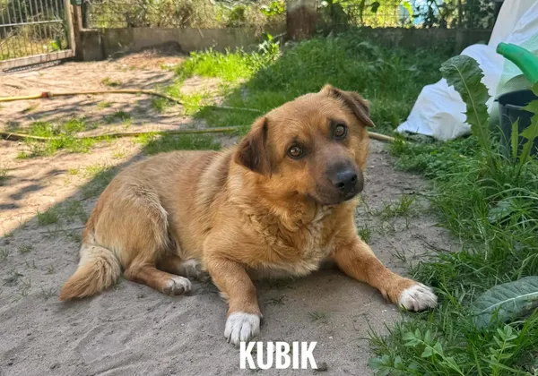 Pies do adopcji, Rytlów, 14 lipca 2026