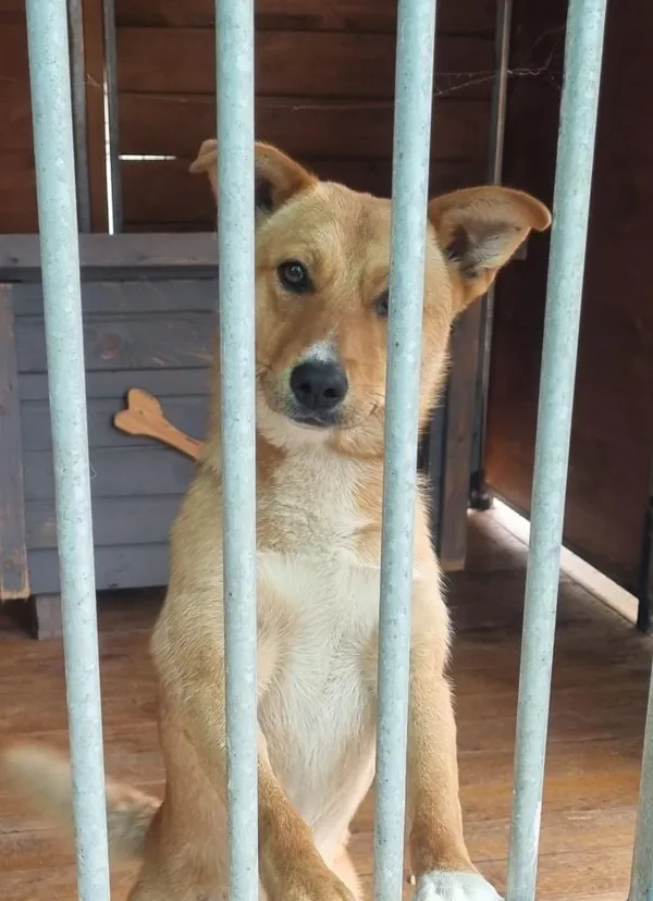 Pies do adopcji, Rytlów, 14 lipca 2026