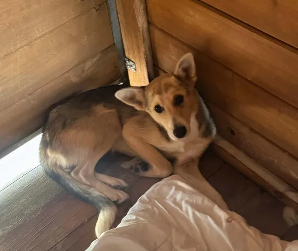 Pies do adopcji, Rytlów, 14 lipca 2026