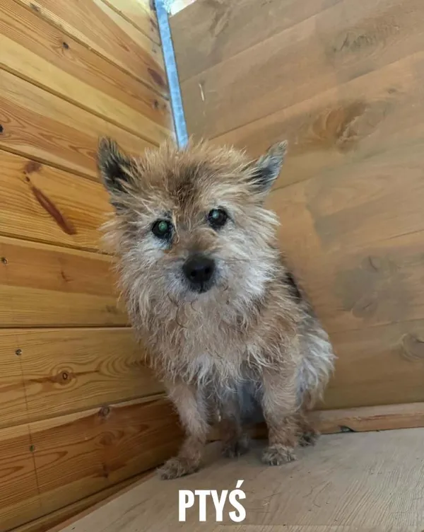 Pies do adopcji, Rytlów, 14 lipca 2026