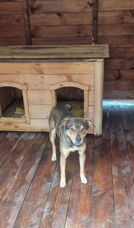 Pies do adopcji, Rytlów, 14 lipca 2026