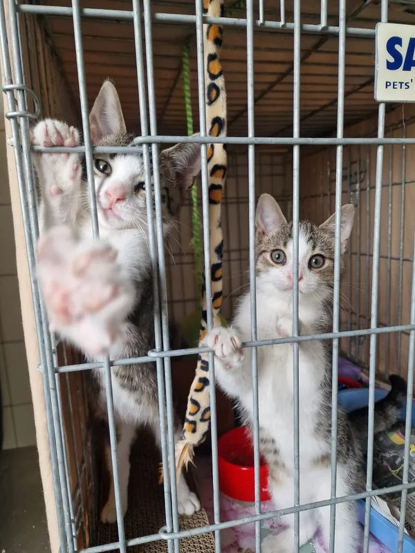 Kot do adopcji, Wrocław, 10 lipca 2026