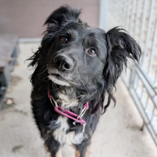 Pies do adopcji, Korabiewice, 15 lipca 2026