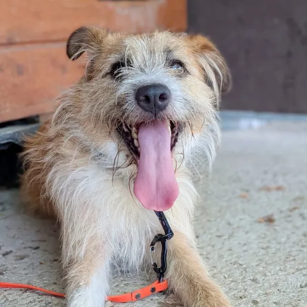 Pies do adopcji, Korabiewice, 15 lipca 2026