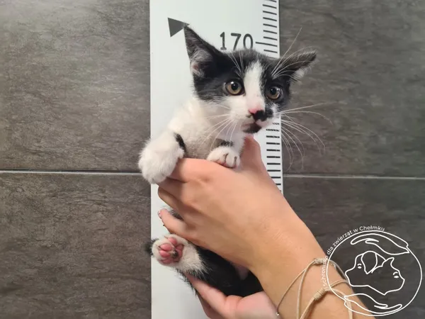 Znaleziono kota, Chełmek, 16 lipca 2026
