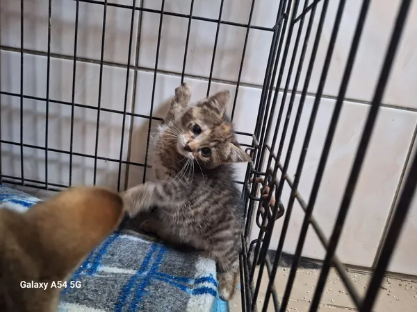 Kot do adopcji, Orzechowce, 16 lipca 2026 (1/2)