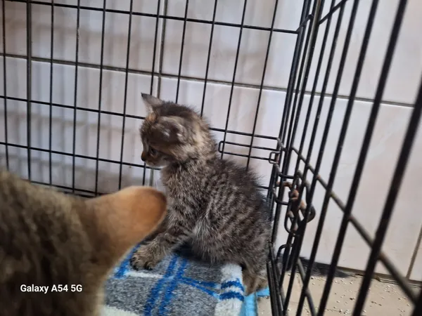 Kot do adopcji, Orzechowce, 16 lipca 2026 (2/2)