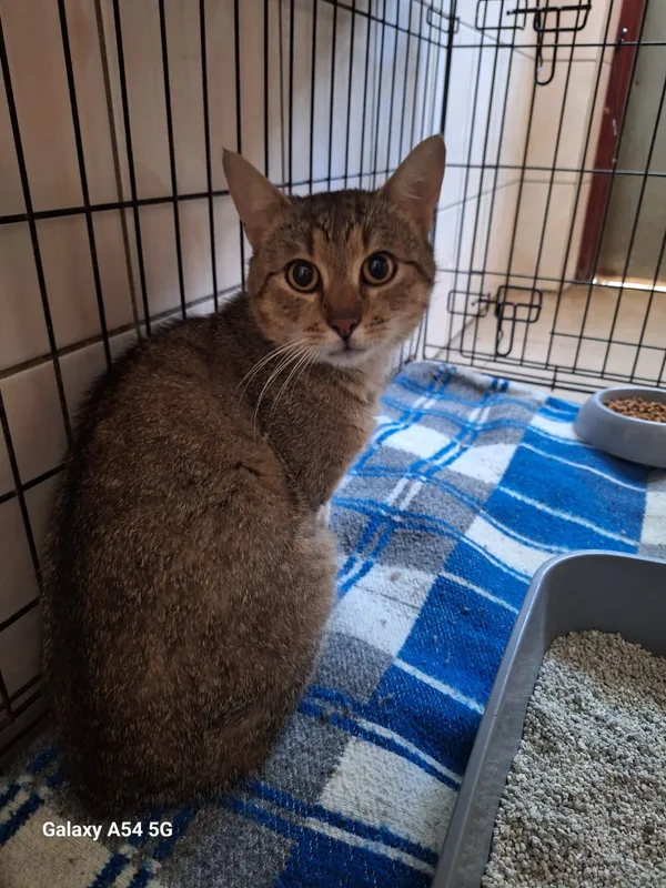 Kot do adopcji, Orzechowce, 16 lipca 2026 (1/4)