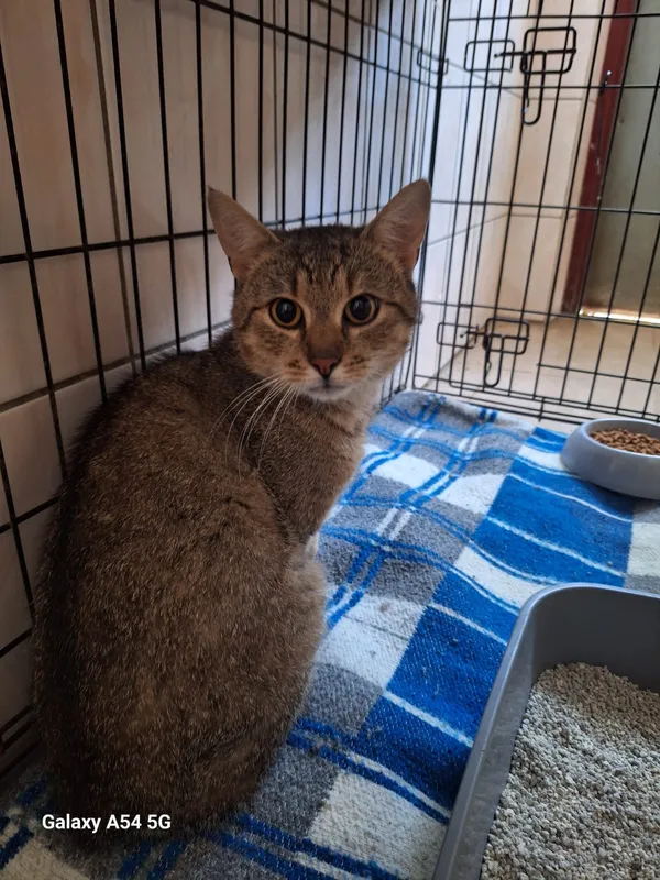 Kot do adopcji, Orzechowce, 16 lipca 2026 (2/4)