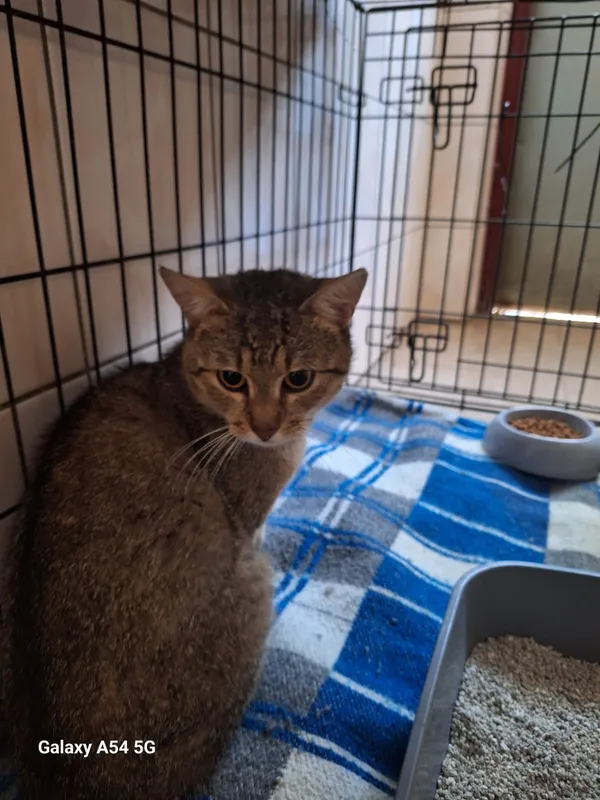 Kot do adopcji, Orzechowce, 16 lipca 2026 (3/4)
