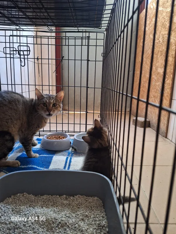 Kot do adopcji, Orzechowce, 16 lipca 2026 (4/4)