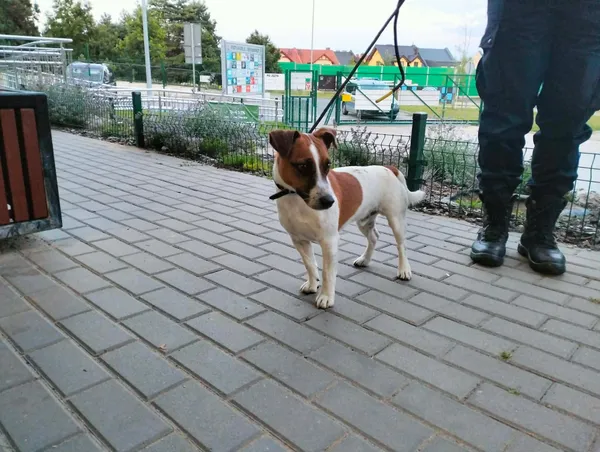 Znaleziono psa, Bydgoszcz, 14 lipca 2026