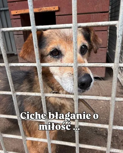Pies do adopcji, Oborniki, 8 czerwca 2026 (1/2)