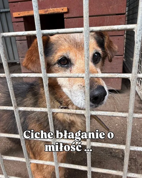 Pies do adopcji, Oborniki, 8 czerwca 2026 (2/2)