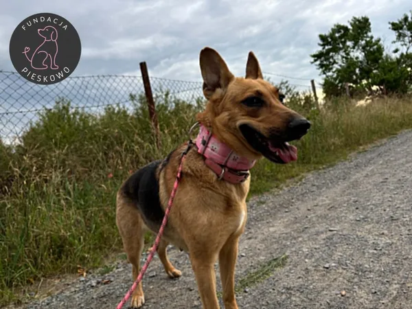 Pies do adopcji, Wolsztyn, 22 lipca 2026