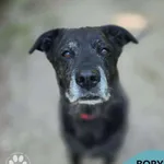 Pies do adopcji