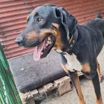 Pies do adopcji