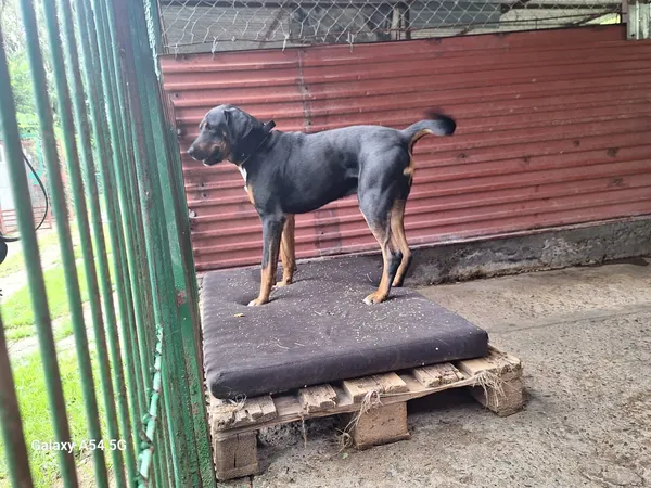 Pies do adopcji, Orzechowce, 23 lipca 2026 (2/5)