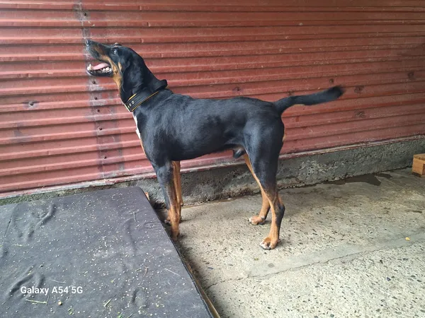 Pies do adopcji, Orzechowce, 23 lipca 2026 (3/5)