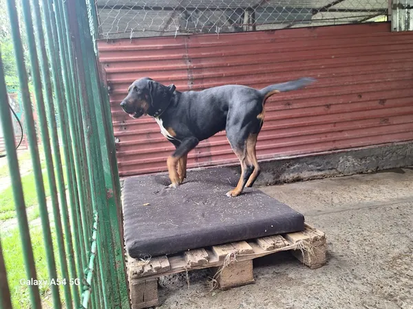 Pies do adopcji, Orzechowce, 23 lipca 2026 (5/5)