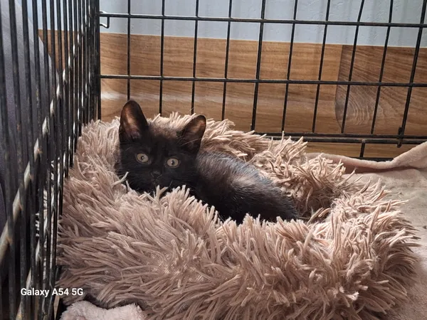 Kot do adopcji, Orzechowce, 22 lipca 2026 (1/2)