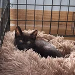 Kot do adopcji