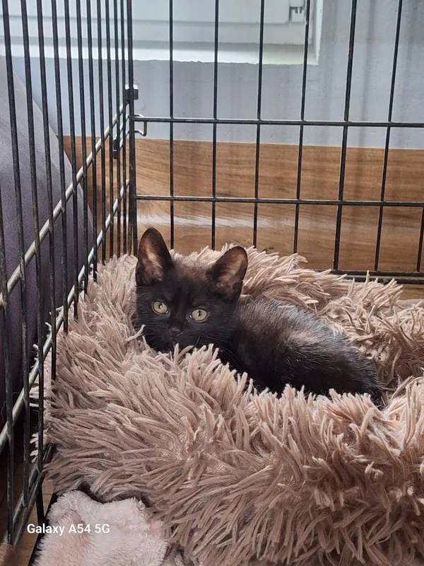 Kot do adopcji, Orzechowce, 22 lipca 2026 (2/2)