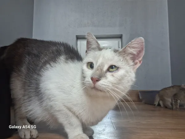 Kot do adopcji, Orzechowce, 22 lipca 2026 (1/5)