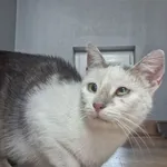 Kot do adopcji