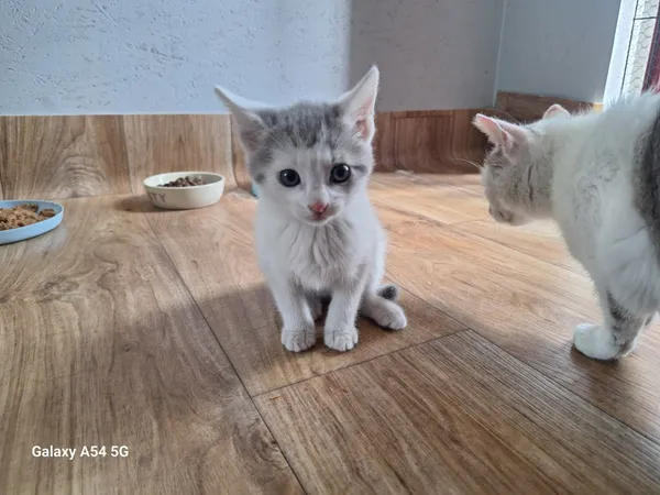 Kot do adopcji, Orzechowce, 22 lipca 2026 (2/5)