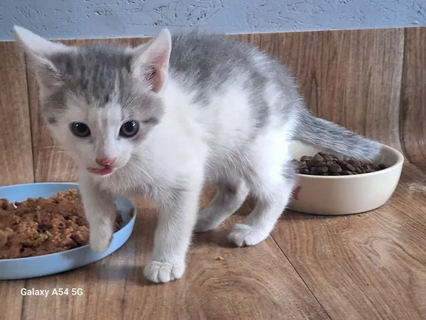 Kot do adopcji, Orzechowce, 22 lipca 2026 (3/5)