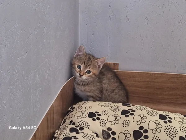 Kot do adopcji, Orzechowce, 22 lipca 2026 (4/5)