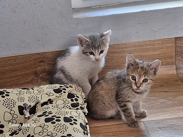 Kot do adopcji, Orzechowce, 22 lipca 2026 (5/5)