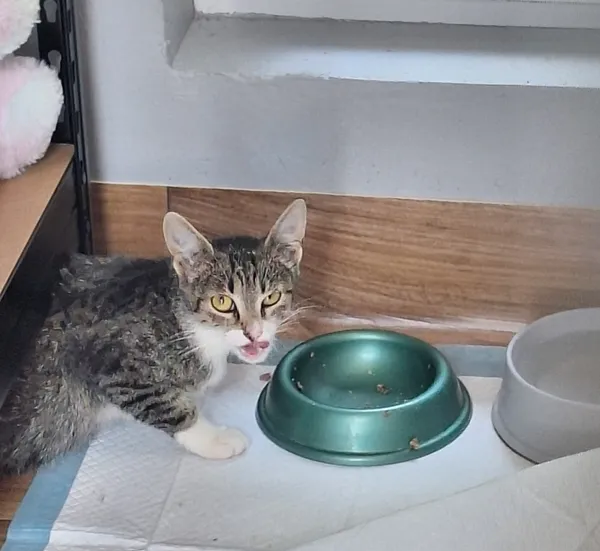 Kot do adopcji, Orzechowce, 22 lipca 2026 (1/5)