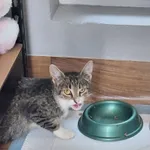 Kot do adopcji