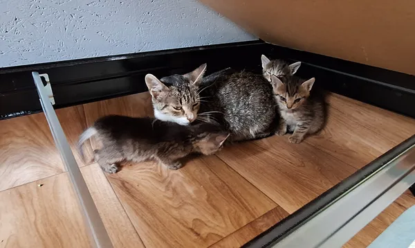 Kot do adopcji, Orzechowce, 22 lipca 2026 (2/5)