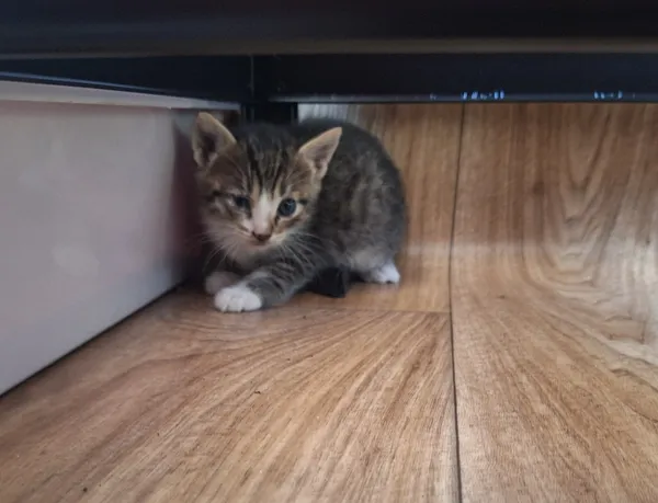 Kot do adopcji, Orzechowce, 22 lipca 2026 (3/5)