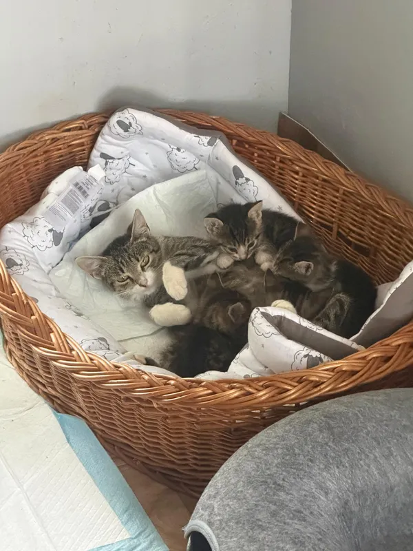 Kot do adopcji, Orzechowce, 22 lipca 2026 (5/5)