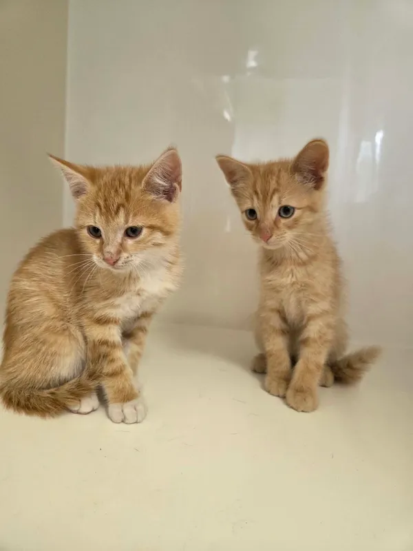 Kot do adopcji, Orzechowce, 20 lipca 2026 (1/2)
